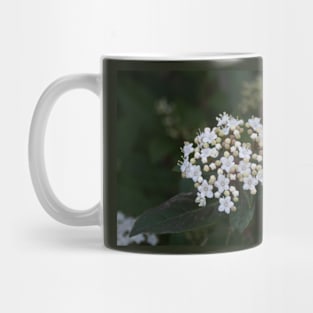 Viburnum tinus flowers and buds Mug